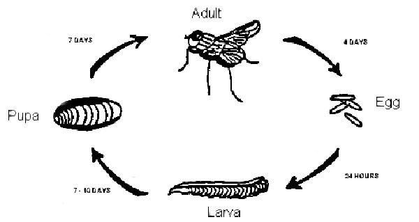 Figure 4.17. Life Cycle of the Fly