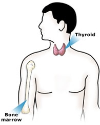 Profile showing location of thyroid