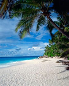 image of seashore with palm trees and blue sky