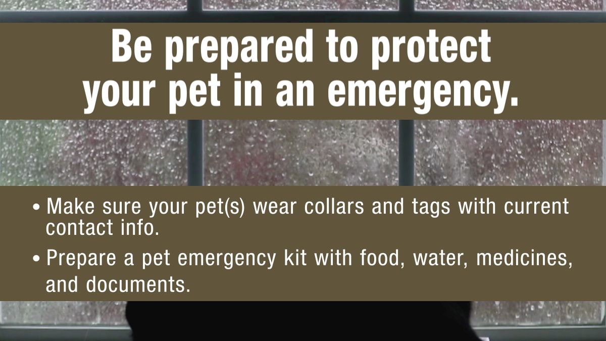 Be prepared to protect your pet in an emergency. 