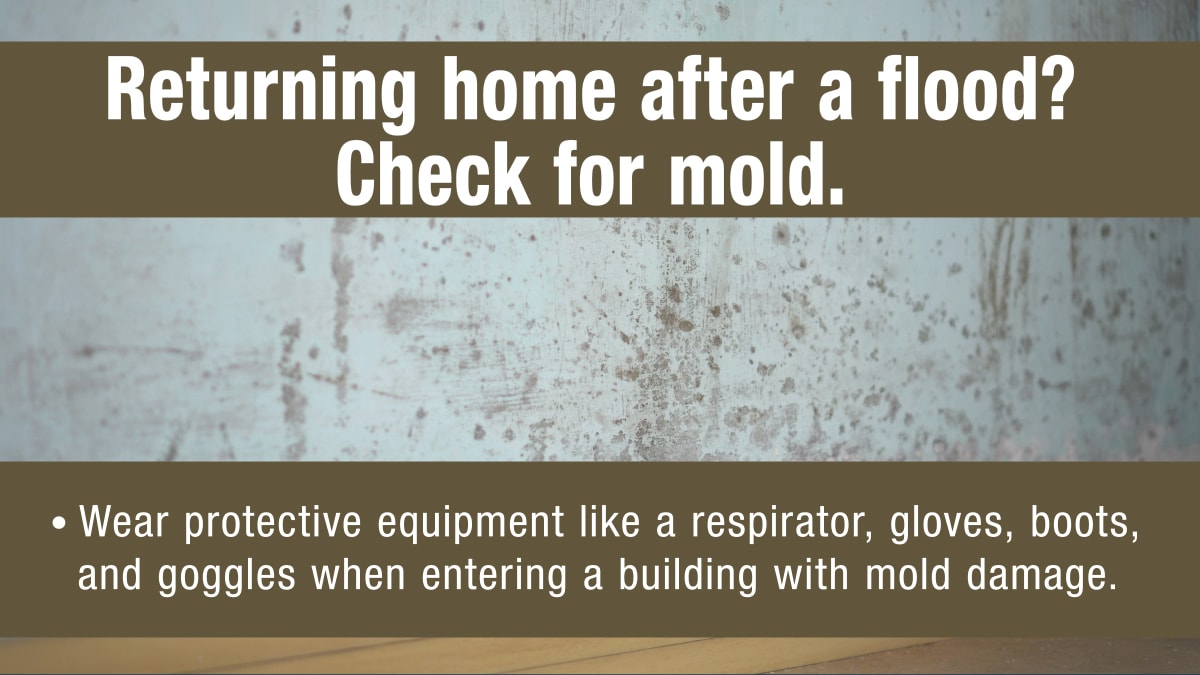 Returning home after a flood. Check for mold. 