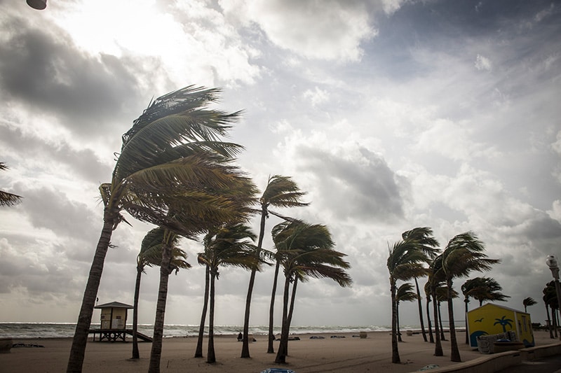 Palm trees on a beach before a hurricane