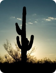 New Mexico sunset with cactus
