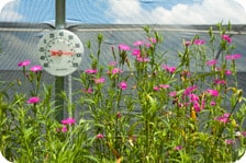 Garden plants with thermometer