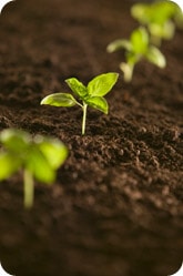 Soil with growing plants