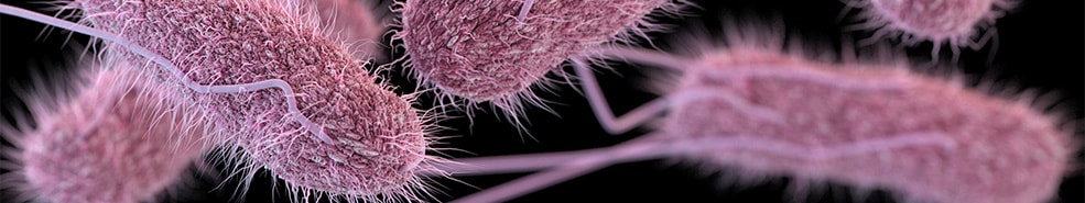 Illustration of the Salmonella pathogen