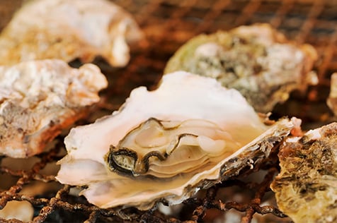 Photo of raw oysters on a grill.