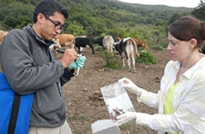 Neil Vora and Ginny Emerson collect blood samples to test for orthopox virus in cattle in the country of Georgia.