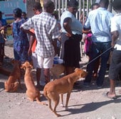 Community members bring dogs for vaccination during the vaccination campaign in Archaie.