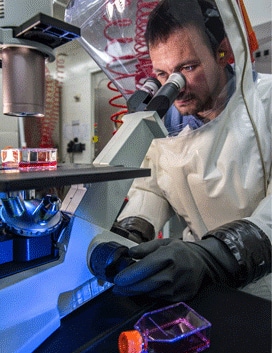 scientist uses a microscope to monitor virus infection in cells grown in tissue culture flasks