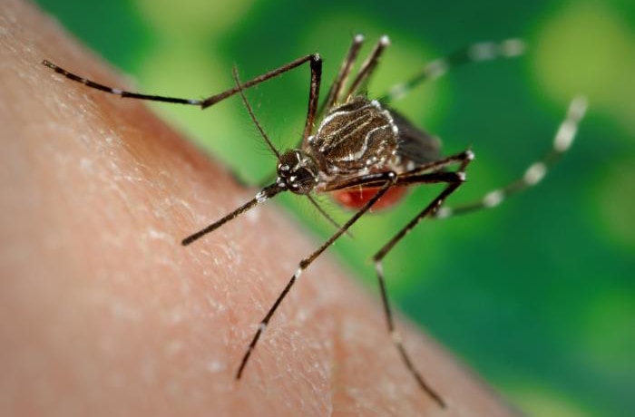 Los mosquitos de la especie Culex propagan el virus del Nilo Occidental.