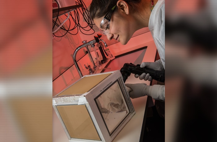 Investigadora de los CDC observa mosquitos adultos criados en un laboratorio.