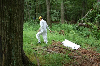 A researcher collects ticks by tick dragging.