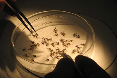 A researcher sorts mosquitoes.