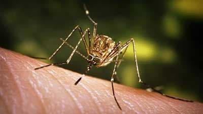 Photo of Aedes albopictus mosquito feeding on human.