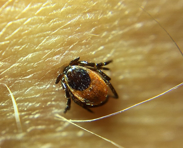 Tick embedded in a host's skin