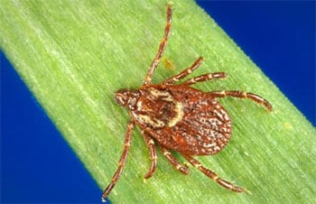 An American dog tick that can transmit Tularemia and Rocky Mountain spotted fever.