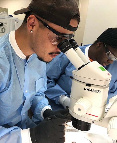 A PHEFA fellow and an intern looking at mosquitoes by using a dissecting microscope.