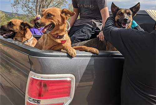 Dogs in the back of a pickup truck waiting for collars.