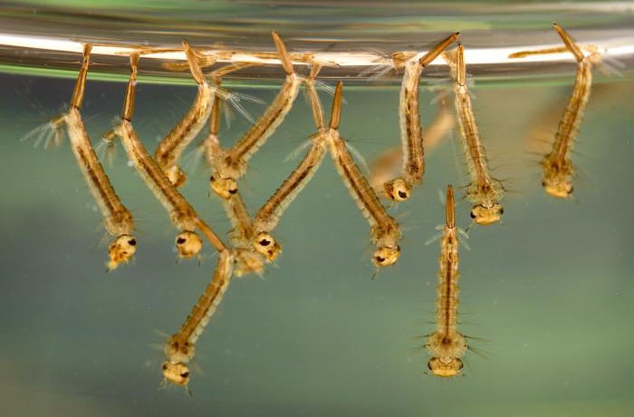 Mosquito larvae from Culex species in standing water.