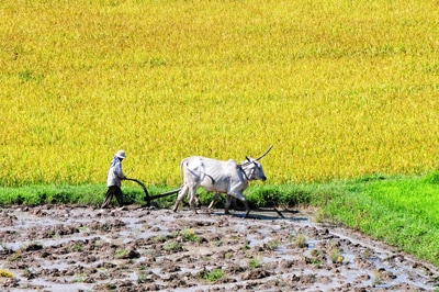 Image of farmer with cows plowing on rice field in Vietnam 
