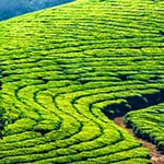 beautiful fields of green tea