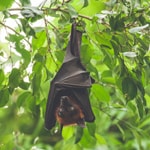 thumbnail image of bat hanging upside down
