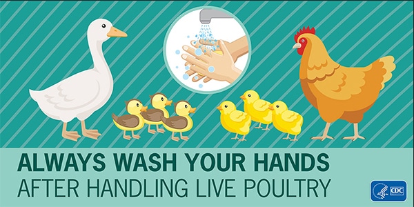 Infographic showing Always Wash Your Hands After Handling Live Poultry