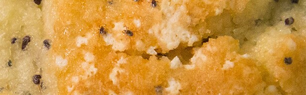 A muffin with poppyseeds and ticks to show the size similarities