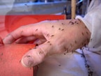  Image of a hand covered in mosquitoes