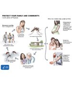  thumbnail of an infographic showing the cycle of how the zika virus is spread