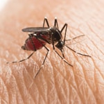 thumbnail image - mosquito drinking from skin