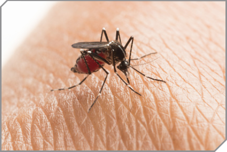 Close image of a mosquito on skin