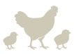 silhouette image of a chicken with two chicks