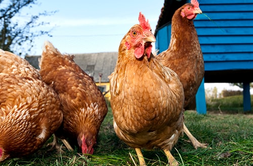 Group of Outdoor Raised Organic Chickens