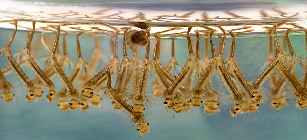 Culex mosquito larvae hang upside down in a sample of standing water taken from a neighborhood in Atlanta, Georgia. 