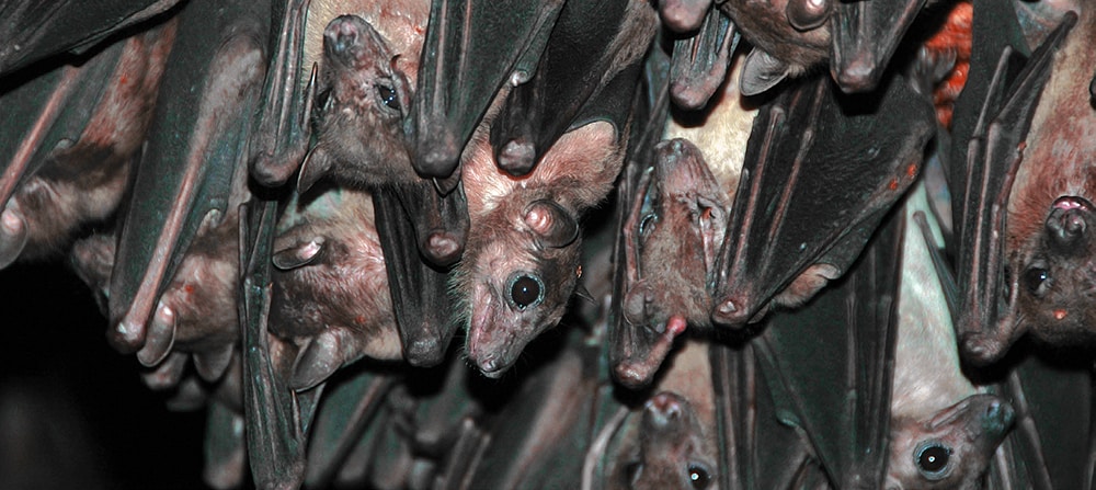 NCEZID scientists confirmed that the Marburg virus is spreading among fruit bats (pictured here) in Sierra Leone, the first time the virus was found in West Africa