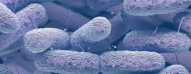 Enterobacteriaceae Bacteria Family