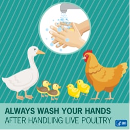An illustration showing Always wash your hands after handling live poultry