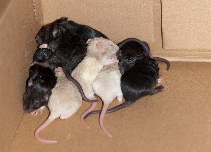 A mother rats surrounded by her children rats.