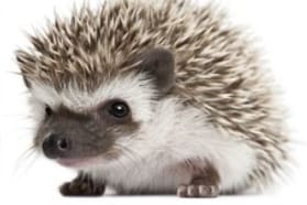 a tiny hedgehog