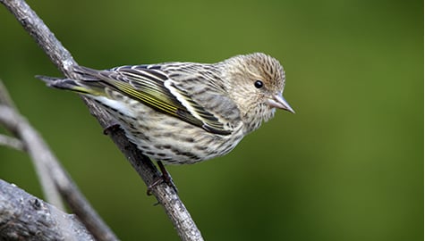 A songbird