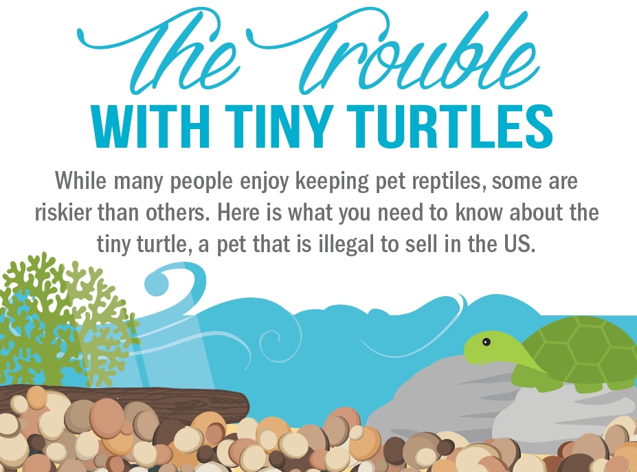 The Trouble With Tiny Turtles graphic