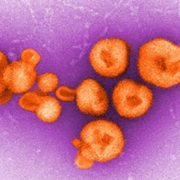 Chapare virus