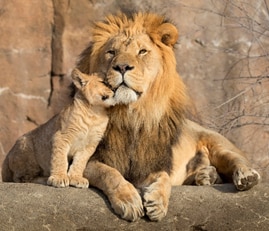A lion with his cub