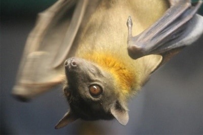 A bat hanging upside down