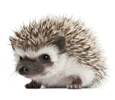 Image of a hedgehog