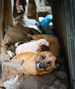 A street dog lying between the camera and her puppies