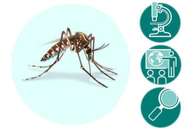 illustration of mosquito
