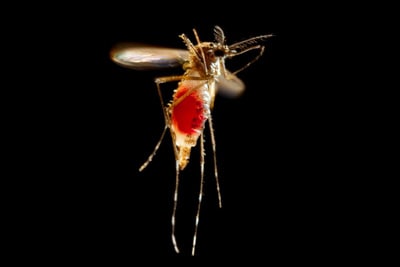 Dark background behind a mosquito showing an abdomen full of blood